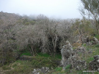 conco di Liricio-24-03-2013 10-18-30